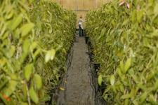 Vanilya Ağacı Türleri ve Özellikleri