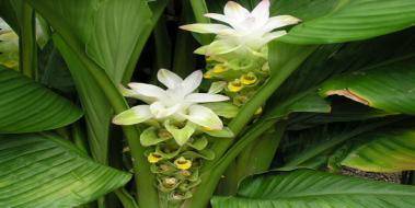 Vanilya Çiçeği